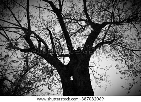 Details of tree branches and leaves. In the quaint
