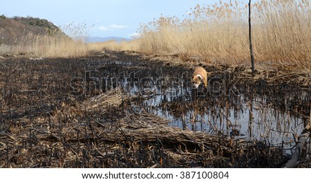 Picture of a Dog in a Burned reed  field on a beach of Lake Prespa, Macedonia