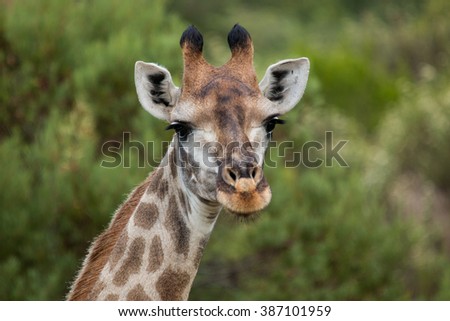 giraffe african mammal nature reserve south africa gondwana