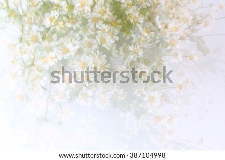 blurred gentle background with daisies spring summer