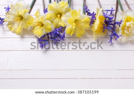 Border from yellow and blue spring flowers   on white   painted wooden planks. Selective focus. Place for text. 