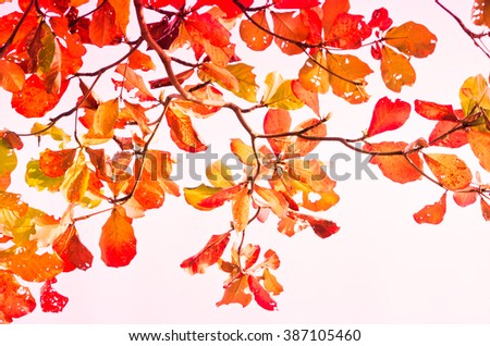 Blurred of color full leaves in the pastel soft color for background.