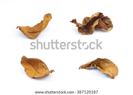 Dry leaves Royalty-Free Stock Photo #387120187