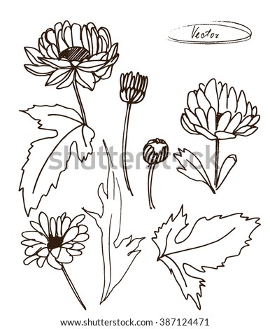 vector illustration of chrysanthemum