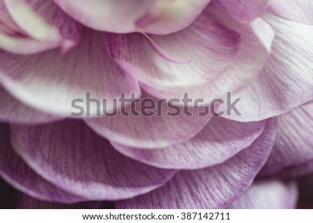 Closeup of the Ruffled Petals of a Purple Ranunculus Flower