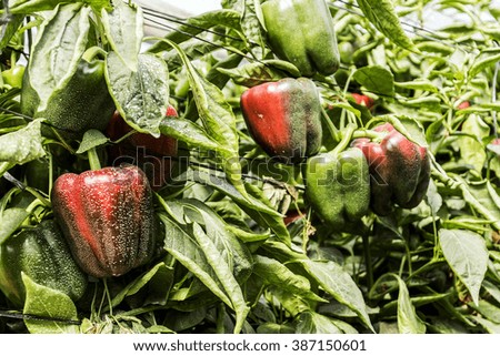 Red Sweet Pepper Plants