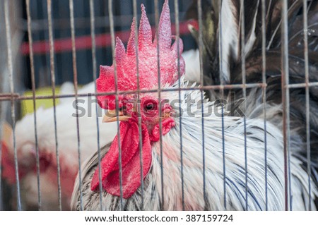 closeup of chicken in cage selective focus and with a very shallow depth of field.