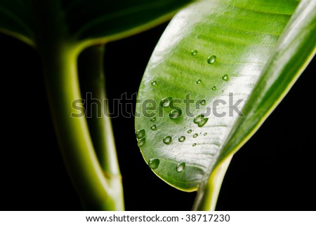 Green leaves covered with water-drops macro photo