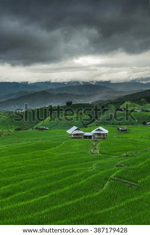 Cottage in the rice field