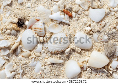 Close-up view of sea shells on the beach, Zanzibar