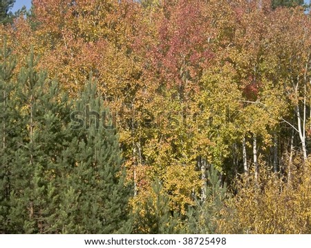 Seasonal background - Bright apparel of autumn forest with piece of blue sky