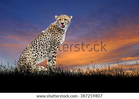 Cheetah against on the background of sunset sky