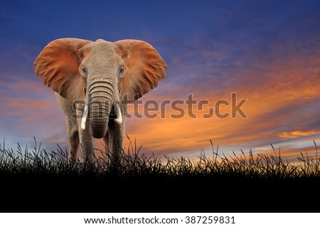 Elephant against on the background of sunset sky