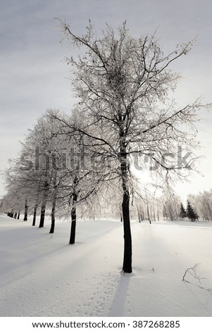   deciduous trees, photographed during the winter. snow on the ground