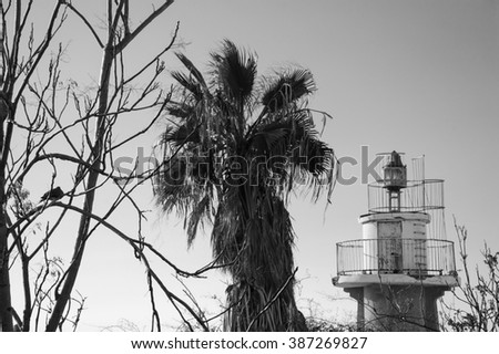 Old lighthouse of Jaffa port and palm tree. Tel Aviv (Israel) Aged photo. Black and white photo.