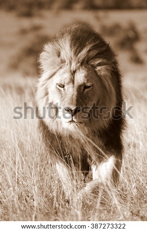 A big male lion walks towards our vehicle while on safari in Africa. He was hunting.