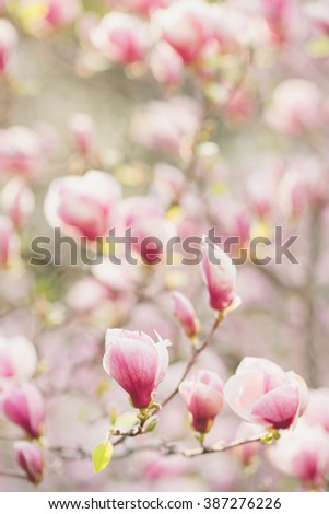 Closeup of pink magnolia flowers outdoors in spring time. Shallow focus