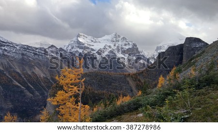 Yellow Larch Trees in autumn taken near Lake Louse, Alberta, Canada with view to Haddo Peak and Mount Aberdeen.  The Big Beehive is also visible.  Photo taken from the Mt. St. Piran.trail.