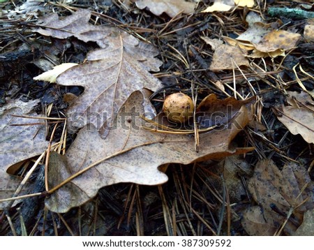 Oak apple lying on autumn leaves