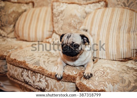 Pug on a couch with an expressive face looking at the camera .