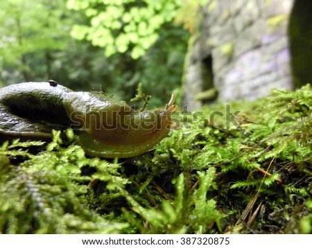 Banana slug on moss macro - landscape color photo