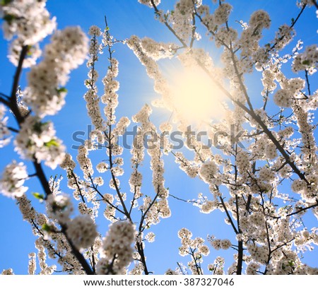 Flowering branches of trees in spring, on background of sunshine and blue sky