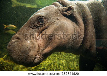 pygmy hippopotamus in water.