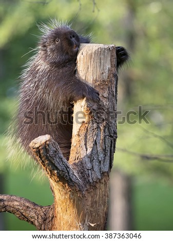    Close up image of a North American porcupine resting on a tree branch, during the golden hour of evening light.