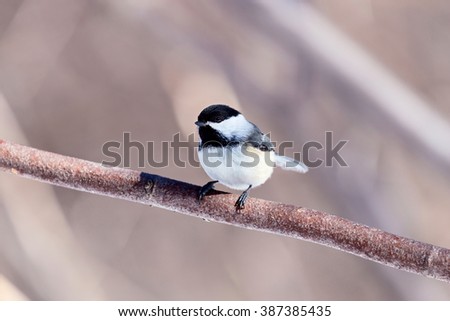 The black-capped chickadee  is a small, non migratory, North American songbird that lives in deciduous and mixed forests. It is a very underrated friendly bird that will gladly take food from hands. 