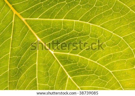 Background with leaf
