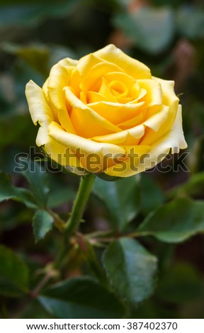 Beautiful yellow rose flower in a garden.