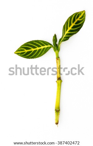 young green leaf on white background
