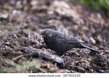 Blackbird (Turdus Merula) spotted outdoors in National Botanic Gardens, Dublin, Ireland