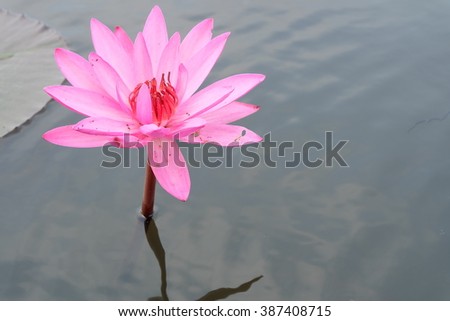 lotus flower and lotus leaf