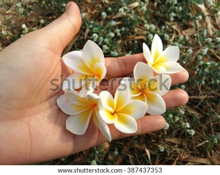 Plumeria flowers on my hand so beautiful background 