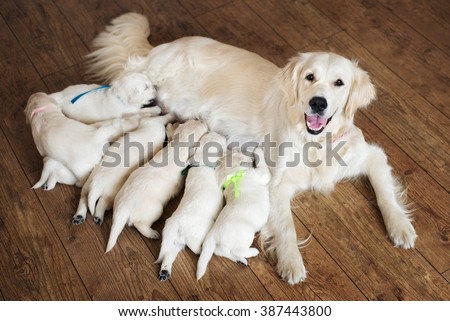 Happy dog feeding her puppies Royalty-Free Stock Photo #387443800
