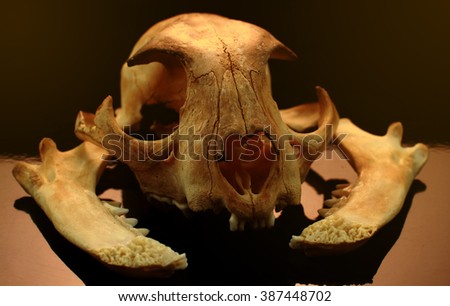 asian goldden cat skull on black background