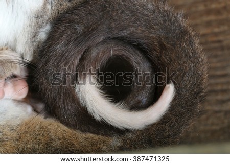 Ringtail's tail