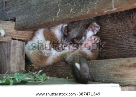 Ringtail possum stuffed in corner
