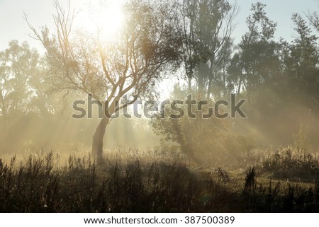 autumn landscape misty morning on the riverbank in the oak grove