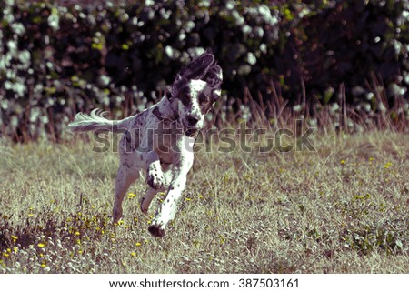 English setter running fast retro picture