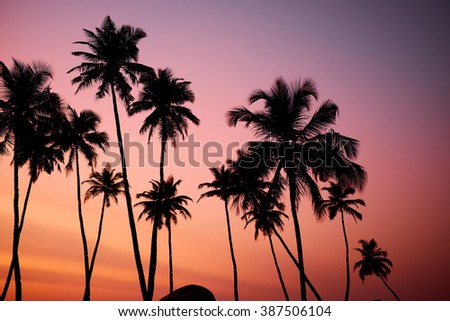 Tropic vew of beautiful coral sunset Royalty-Free Stock Photo #387506104
