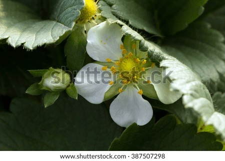 Strawberry's cute small white flower(Fragaria Ã? ananassa)