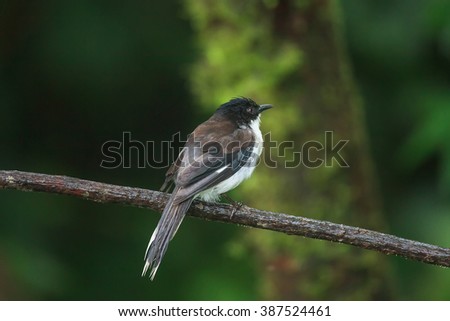 Dark-backed Sibia Heterophasia melanoleuca Birds of Thailand