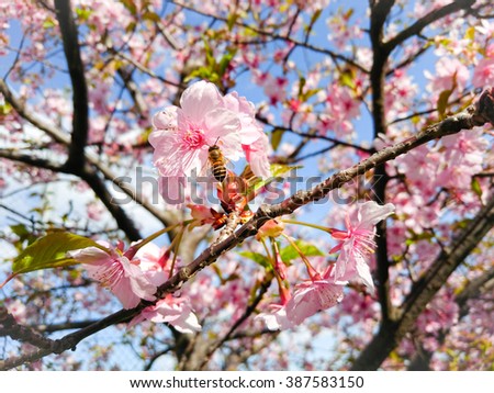 a honeybee on petals of sakura, cherry blossom flowers