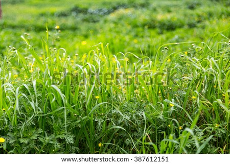 Yellow daisy and green meadow