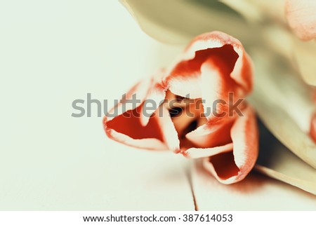 Retro Effect Of Spring Tulips On White Wood Table