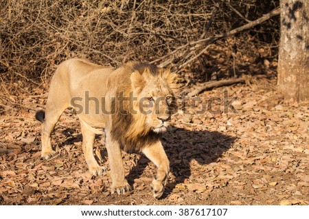 The Asiatic lion (Panthera leo persica) is a lion subspecies that exists as a single population in India's Gujarat state.  It is listed as Endangered by IUCN
