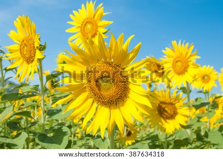 Sunflowers field in Thailand. 