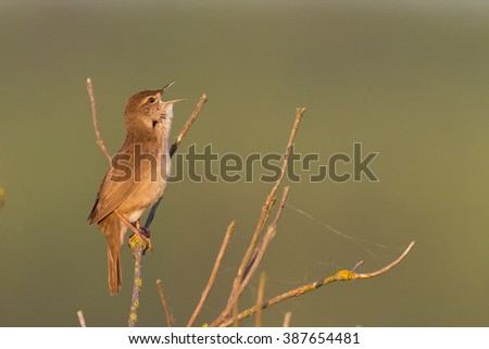Bird - Savi's Warbler (Locustella luscinioides) singing in the morning in the first rays of the sun